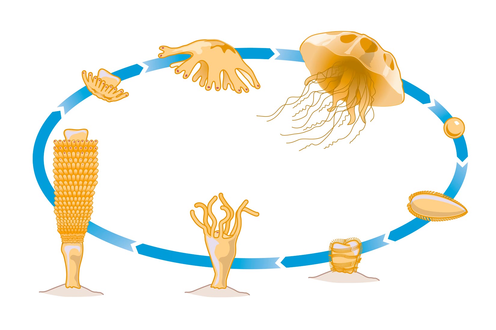 Slika je kružni prikaz spolnog razmnožavanja meduze u 8 razvojnih stadija