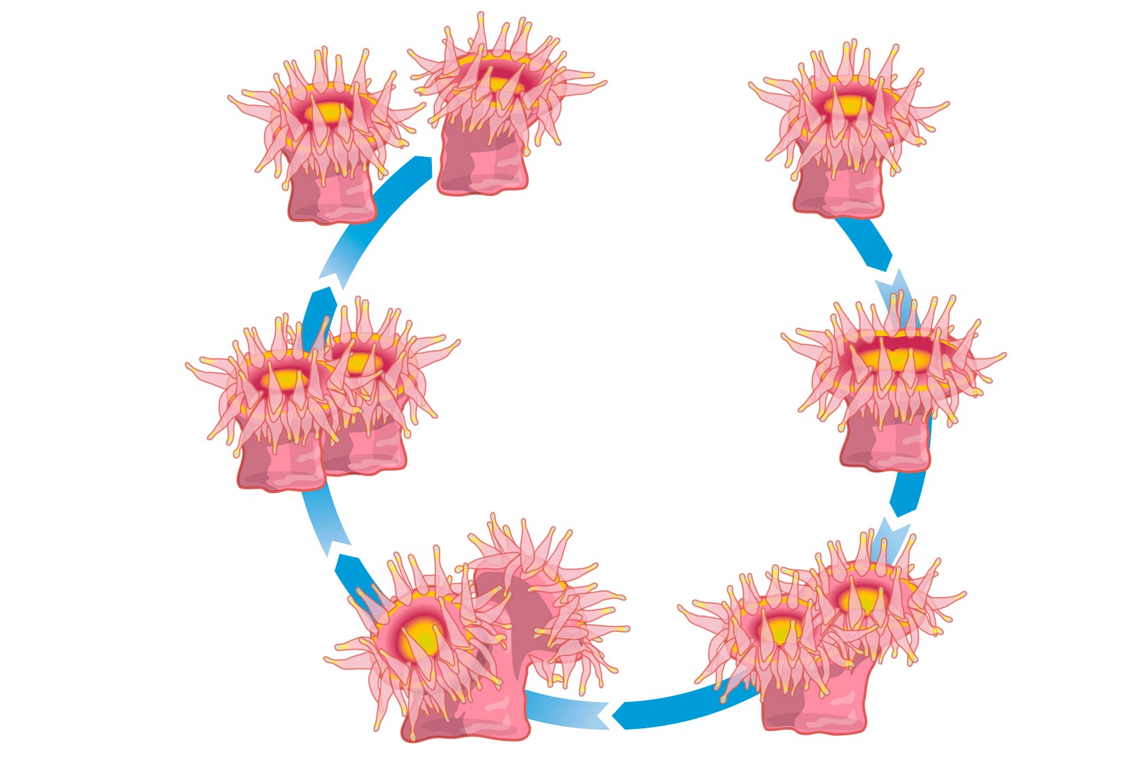 Slika prikazuje pupanje žarnjaka u 6 etapa koje prikazane u krugu.U svakoj etapi dolazi do nastajanja drugog identičnog tijela žanjaka koje se postepeno razdvaja.