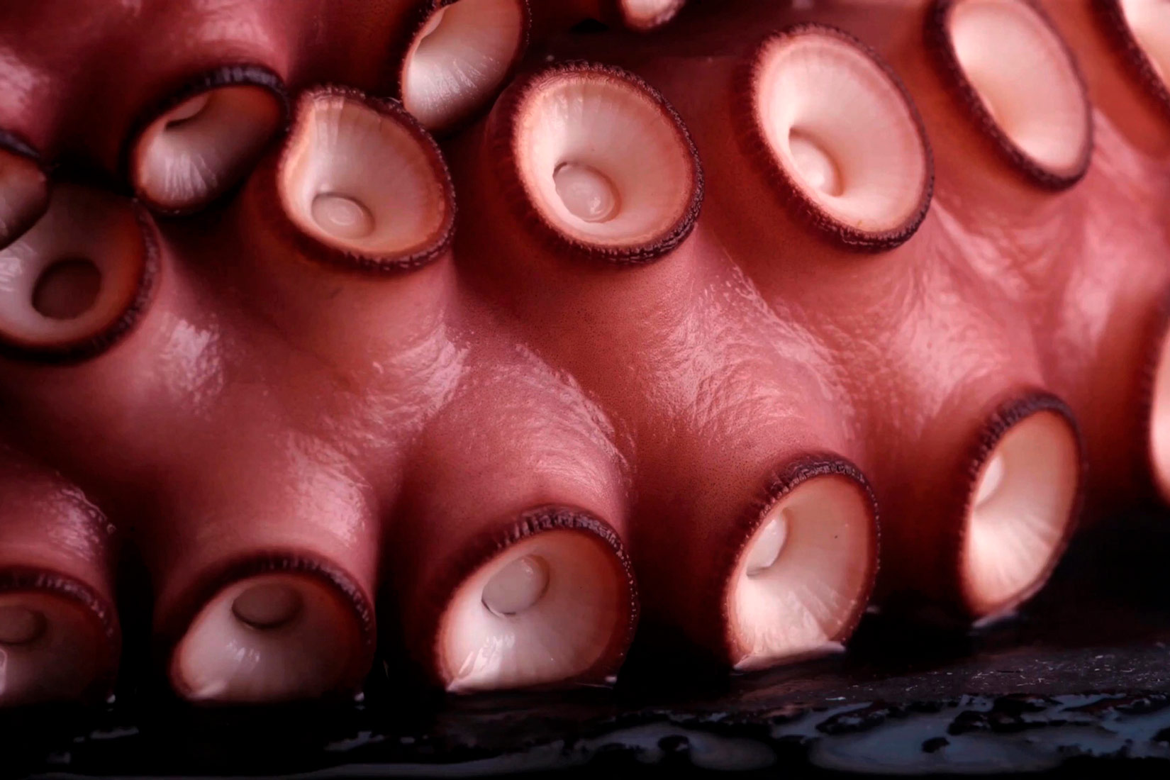 Slika prikazuje pipke hobotnice koje su roze boje.