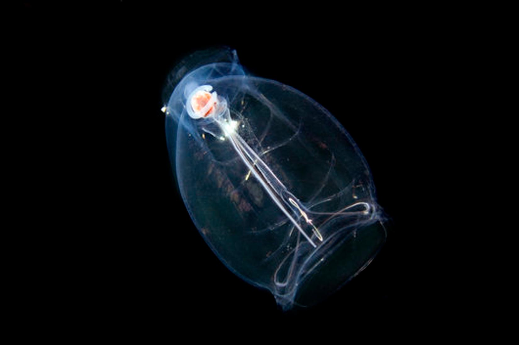 Fotografija prikazuje potpuno prozirni morski organizam u tamnom ambijentu. U svom središtu ima sjajnu nit, te svojim oblikom cijeli organizam podsjeća na žarulju.