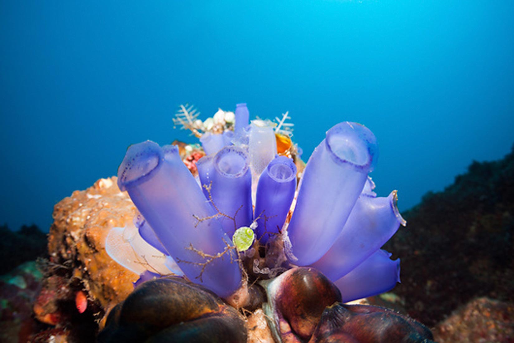 Na fotografiji se nalazi plavkasto-ljubičasti organizam okružen koraljima na morskom dnu. Građen je od desetak nježnih cjevastih struktura koje su pričvršene za kamen na morskom dnu.