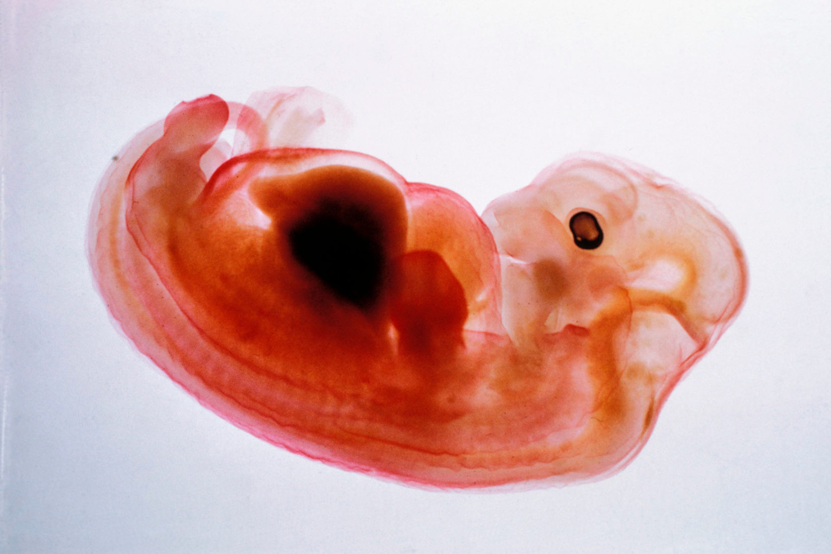 Fotografija pokazuje zametak svinje na vrlo svijetloj pozadini koja otkriva detalje unutar samog embrija. Zametak je na mnogim dijelovima proziran zbog čega se može uočiti kralježnica. Na zametku se nalaze formacije koje podsjećaju na rane stadije udova te tamno oko na glavi.