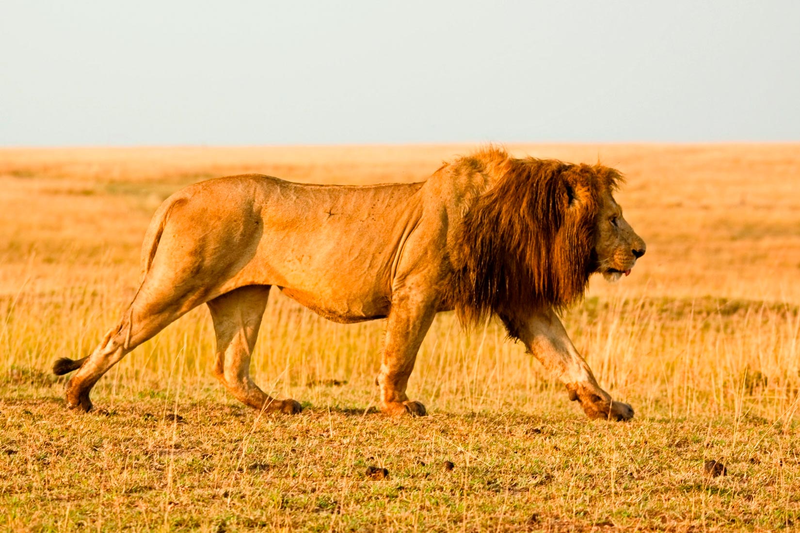 Na fotografiji se nalazi lav u nepreglednoj afričkoj savani. Dlaka mu je žućkaste boje, dok s glave pada razbarušena smeđa griva