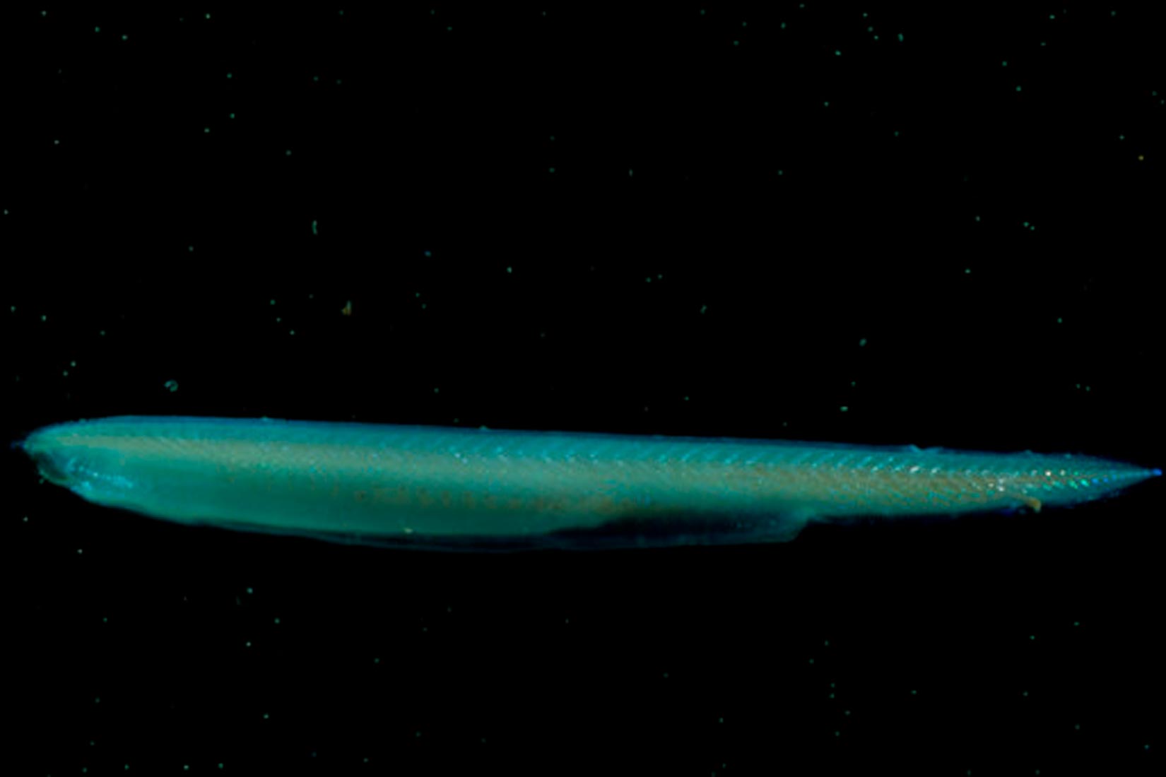 Fotografija prikazuje kopljaču u tamnoj vodi. Kopljača podsjeća na izduženu tanku ribu, ali bez jasno vidljivih peraja, vrlo sitnim očima i zašiljenim repom, a cijelo tijelo odaje tirkizni odsjaj.