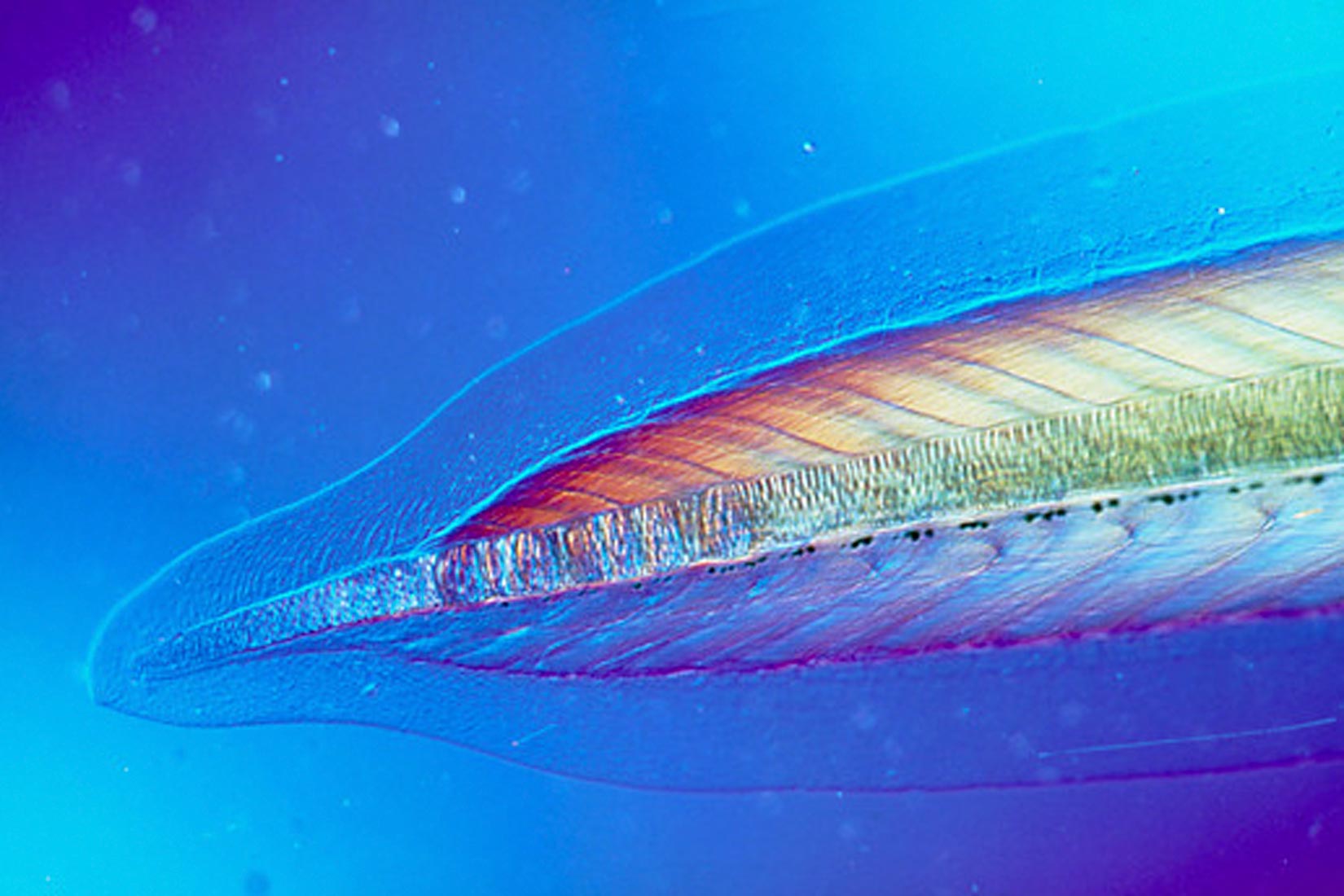 Na fotografiji se nalazi mikroskopska snimka repa kopljače na kojoj je vidljiva središnja potporna struktura čiji kraj podsjeća na žalac.