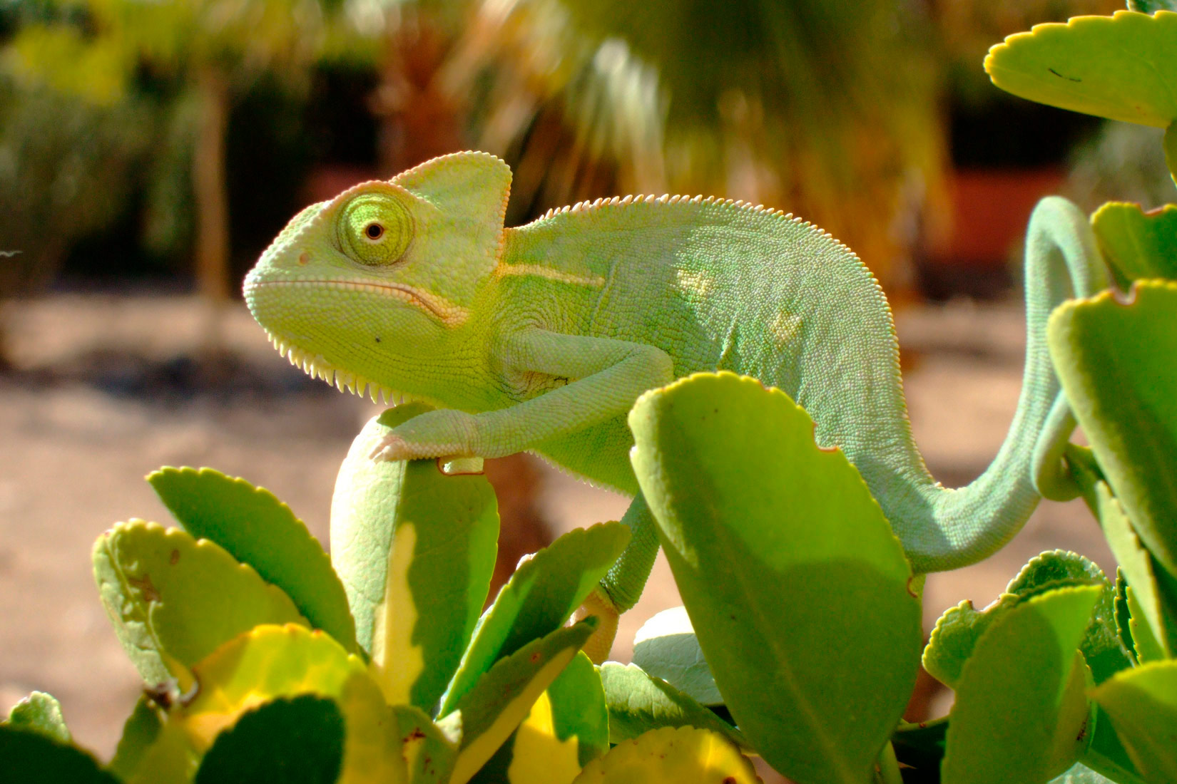 Kameleon se bojom tijela usklađuje s okolinom.