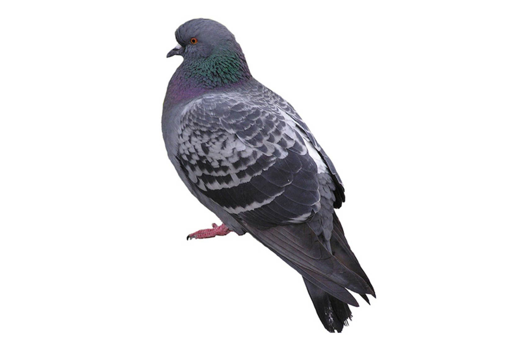 Slika prikazue crno- sivog goluba