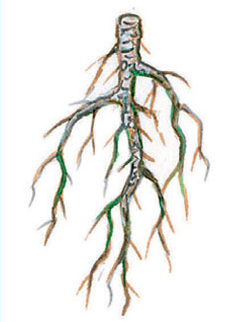 Glavno i bočno korijenje