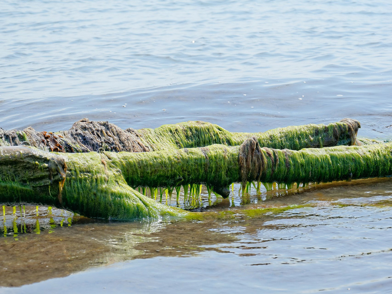 Drvo u plićaku prekriveno algama.