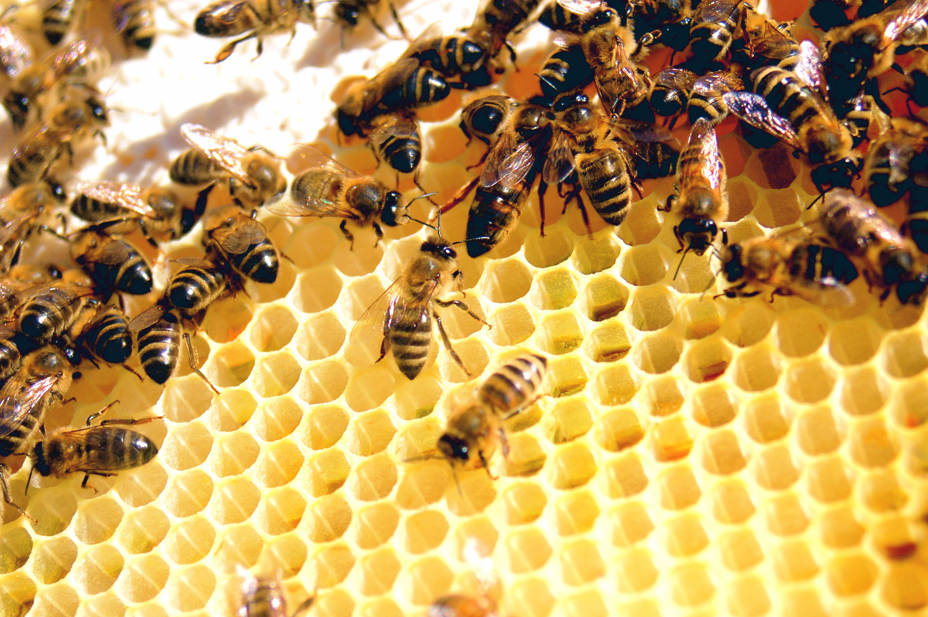 Slika prikazuje pčelinje saće.