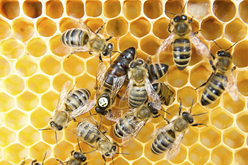 Slika prikazuje pčelinje saće.