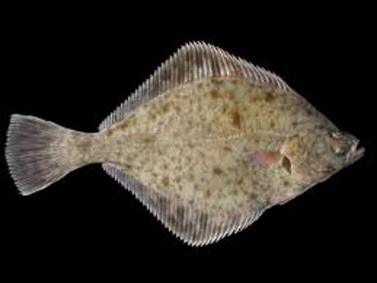 Fotografija prikazuje ribu romb. Naziv je dobila zbog oblika sličnog geometrijskom liku.