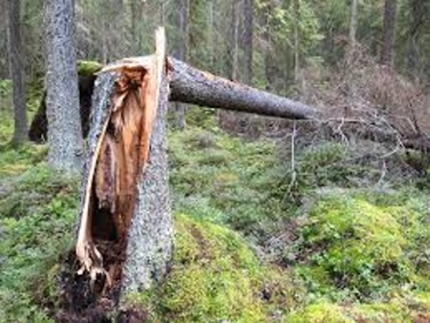 Fotografija prikazuje slomljeno stablo.