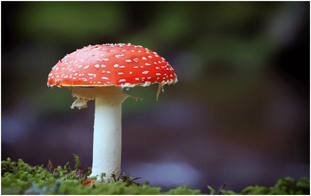Fotografija prikazuje gljivu.