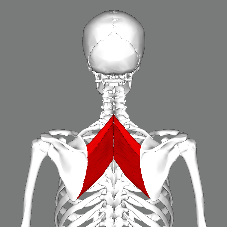 Na slici je leđni mišić rhombus major.
