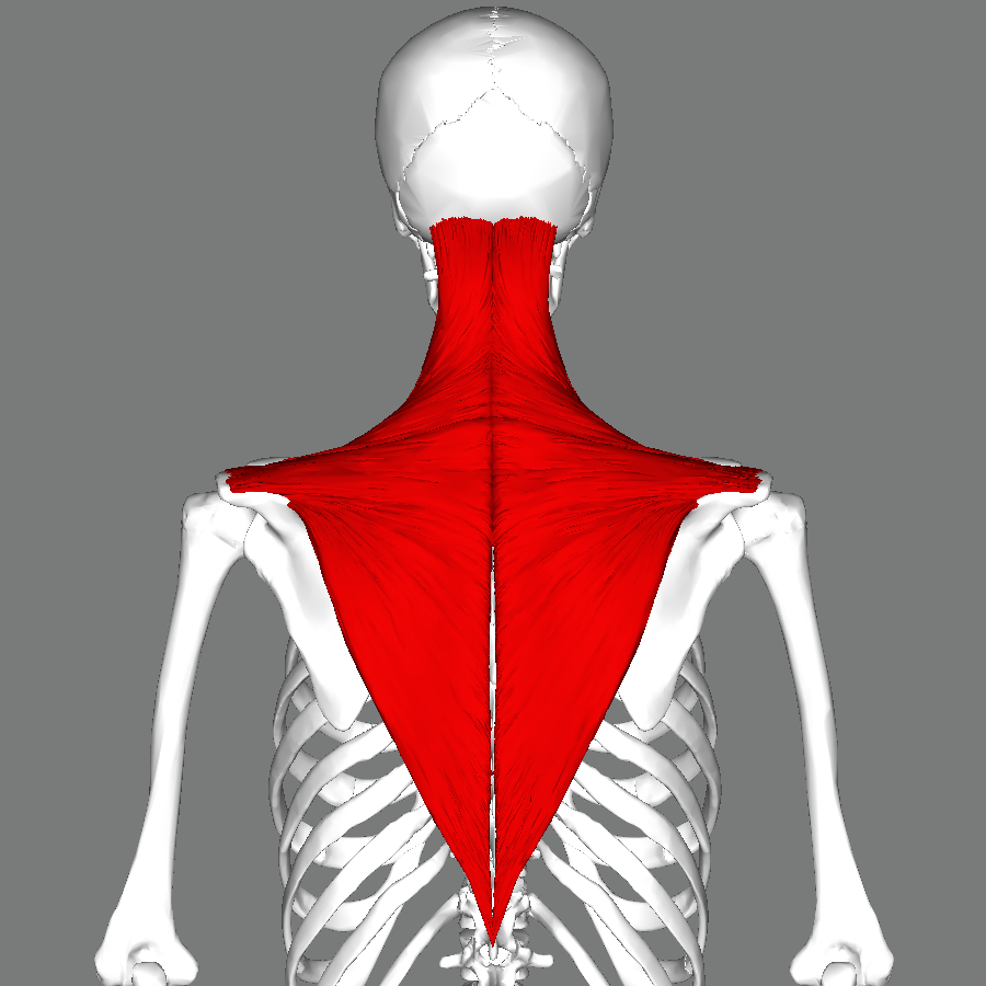 Slika prikazuje leđni trapezni mišić.