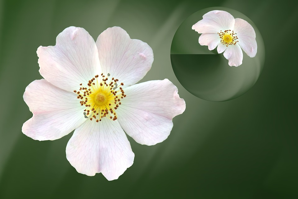 Na slici je cvijet s 5 latica