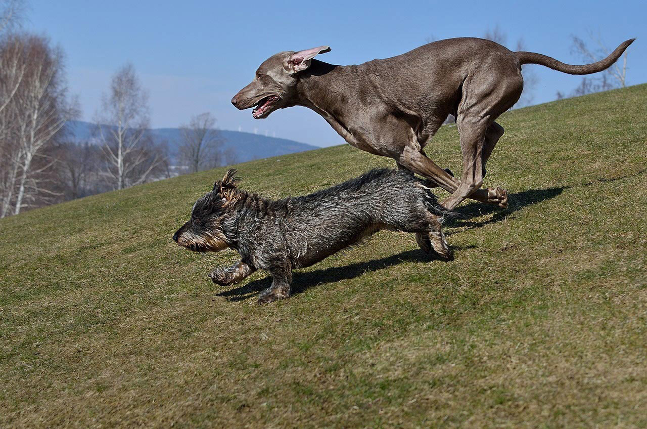 Fotografija dvaju pasa koji trče livadom.