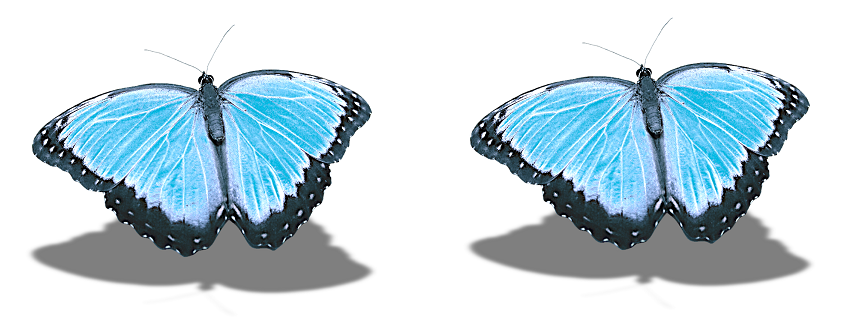Slika prikazuje dva leptira.