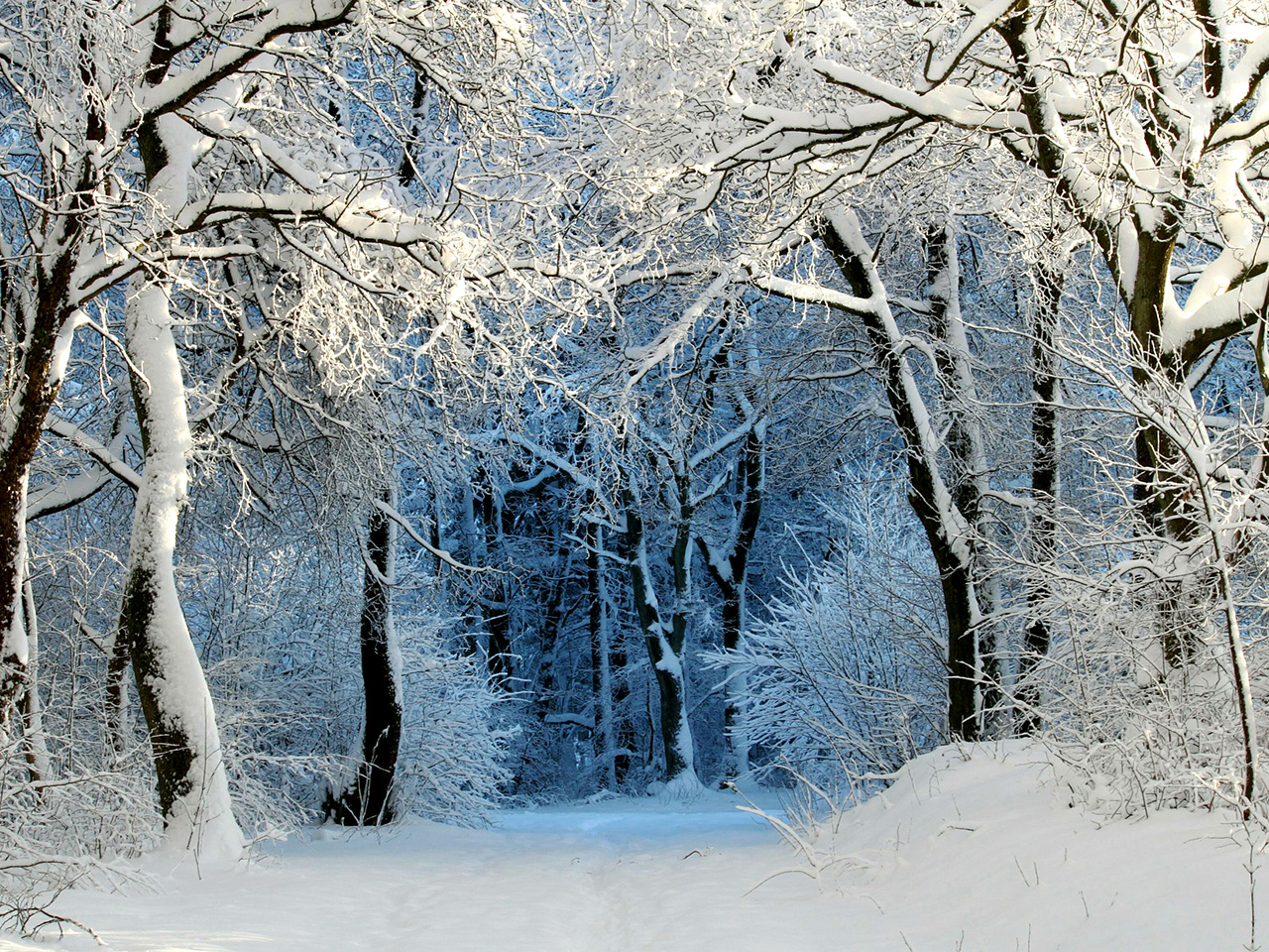 Šumski puteljak prekriven bijelim snježnim pokrivačem kao i drveća koja ga okružuju. 