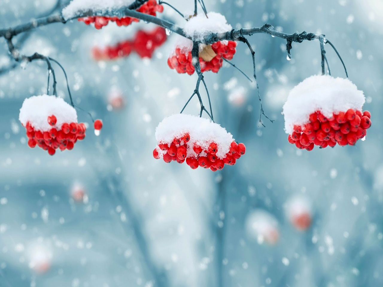 Grozdovi crvenih bobica na grani prekrivenih snijegom. 