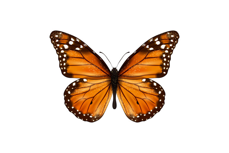 Leptir narančaste boje.Krila imaju crne rubove i bijele točkice.