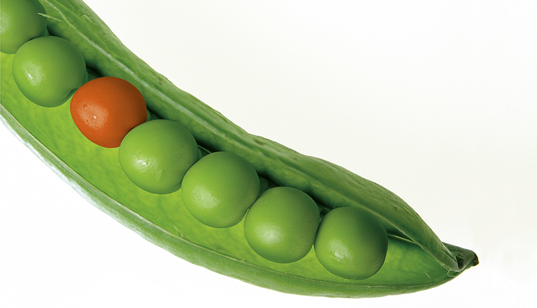 Fotografija prikazuje otvorenu mahunu graška. Sva zrna graška su zelene boje, osim jednog koje je narančasto.